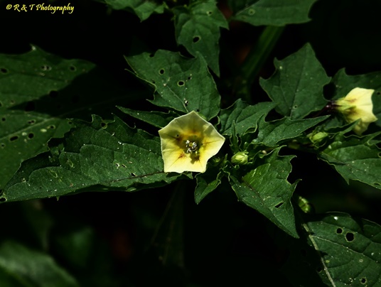 {Physalis angulata var. angulata}